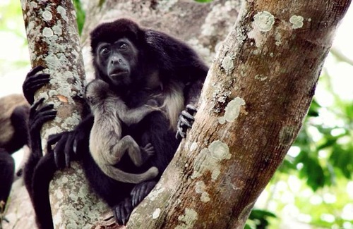 Mombacho Volcano Nature Reserve Hostel | The Treehouse
