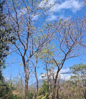 Ometepe Island Bed & Breakfast | El Quino guesthouse Ometepe