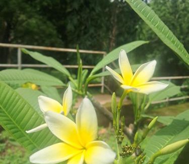 Santa Cruz Hostel | Roots hostel & Camping Ometepe