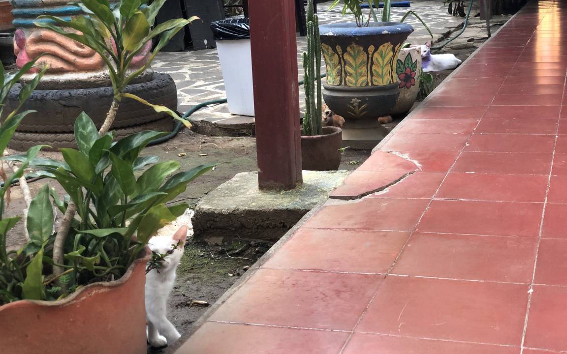 Photo of Others in Leon
