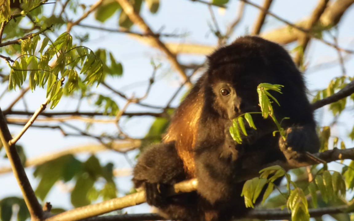 Photo of Others in Mombacho Volcano Nature Reserve