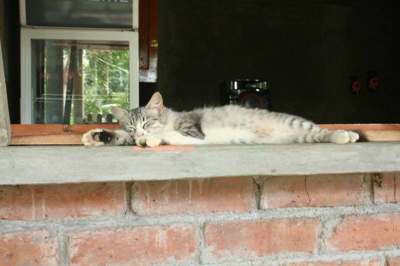 Photo of Others in Ometepe Island