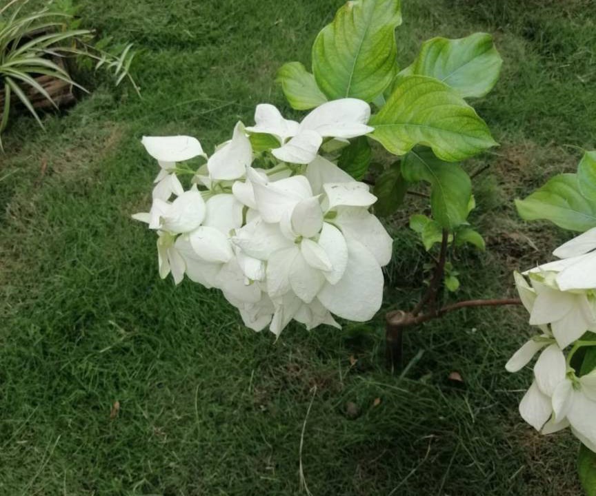 Photo of Outdoor in Managua