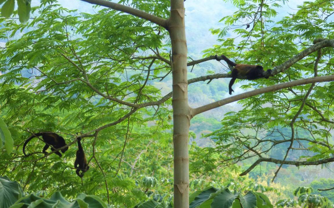 Photo of Others in Mombacho Volcano Nature Reserve