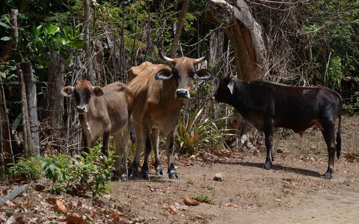 Photo of Others in Ocotal