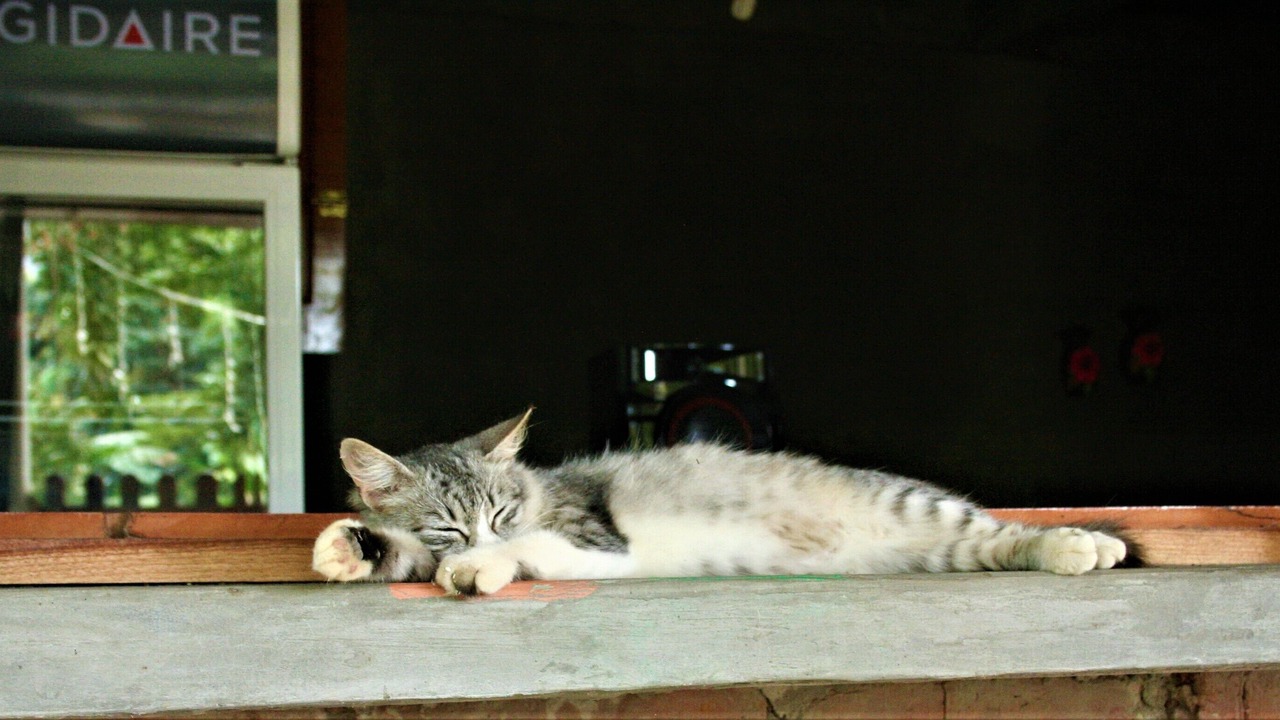 Photo of Others in Ometepe Island