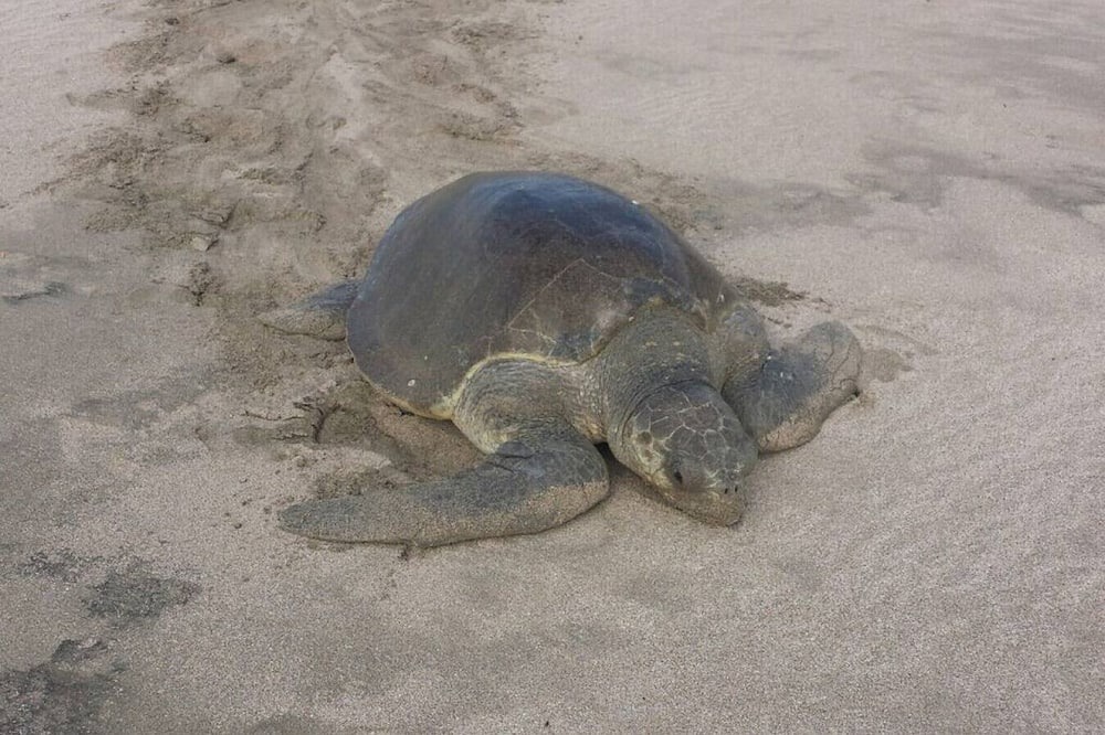 Photo of Others in Playa Colorado