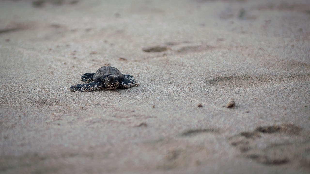 Photo of Others in San Juan del Sur