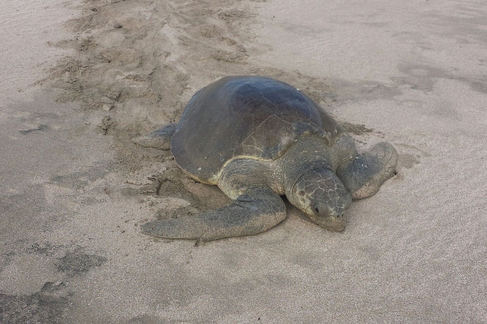 Photo of Others in Playa Colorado