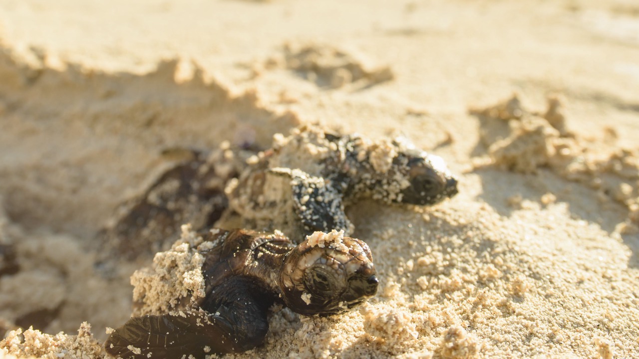 Photo of Outdoor in Calala Island