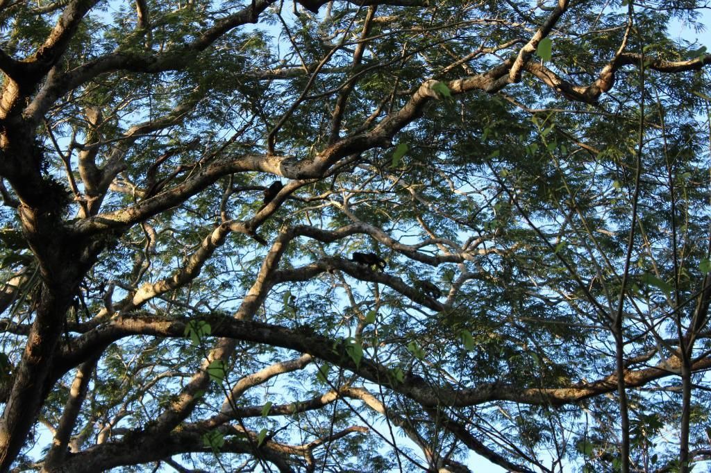 Photo of Others in Mombacho Volcano Nature Reserve