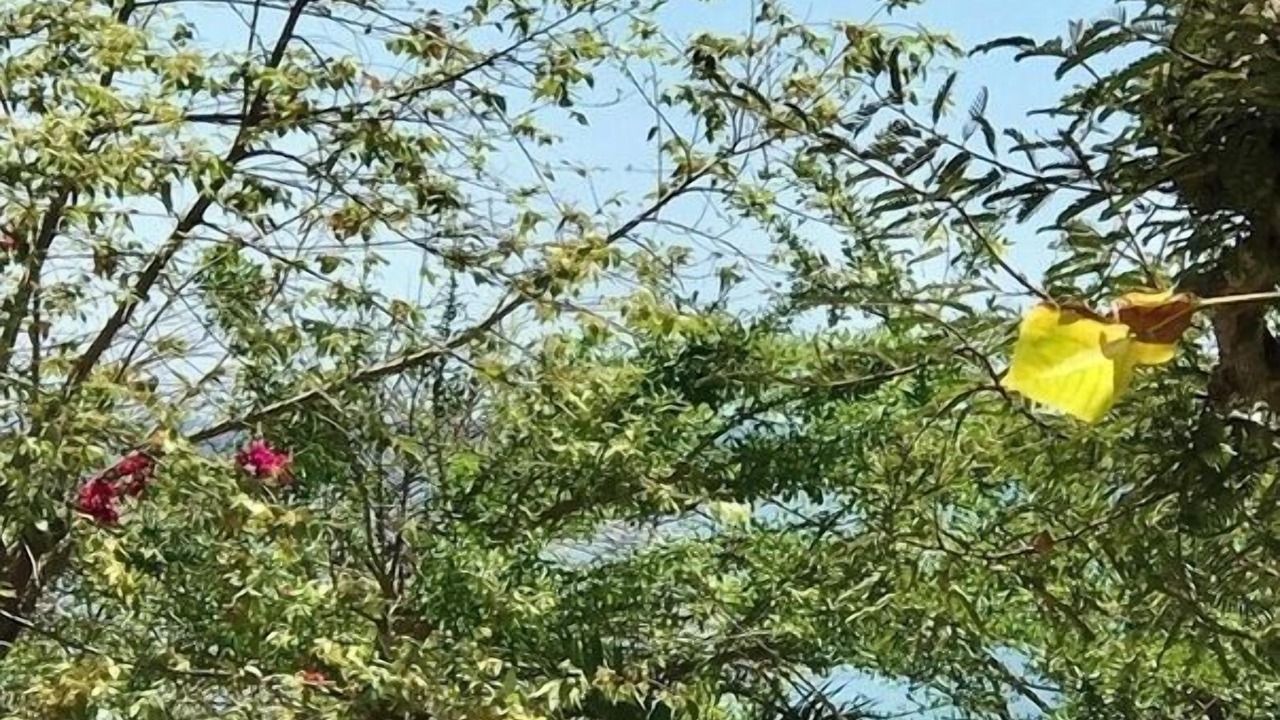 Photo of Outdoor in El Transito