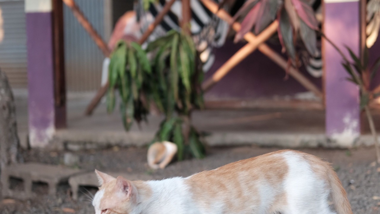 Photo of Outdoor in Chinandega