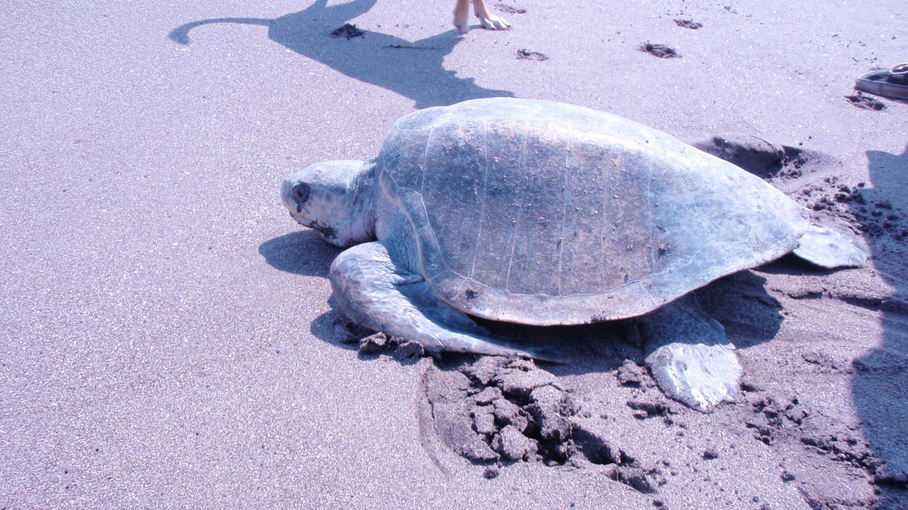 Photo of Others in San Diego