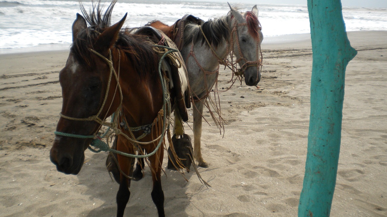 Photo of Others in Masachapa