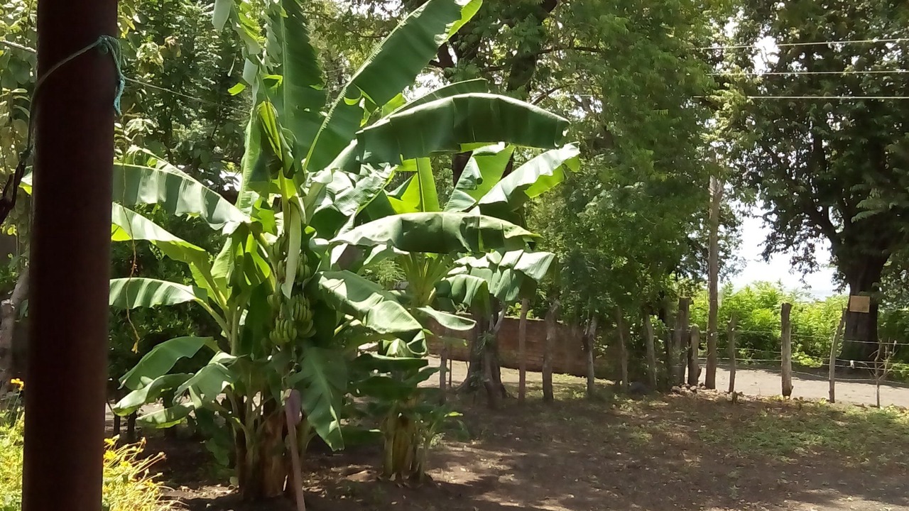 Photo of Outdoor in Ometepe Island