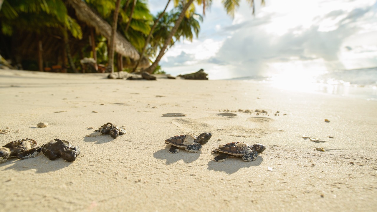 Photo of Others in Calala Island