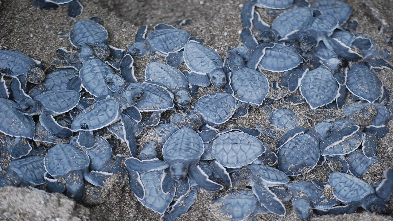 Photo of Others in San Diego