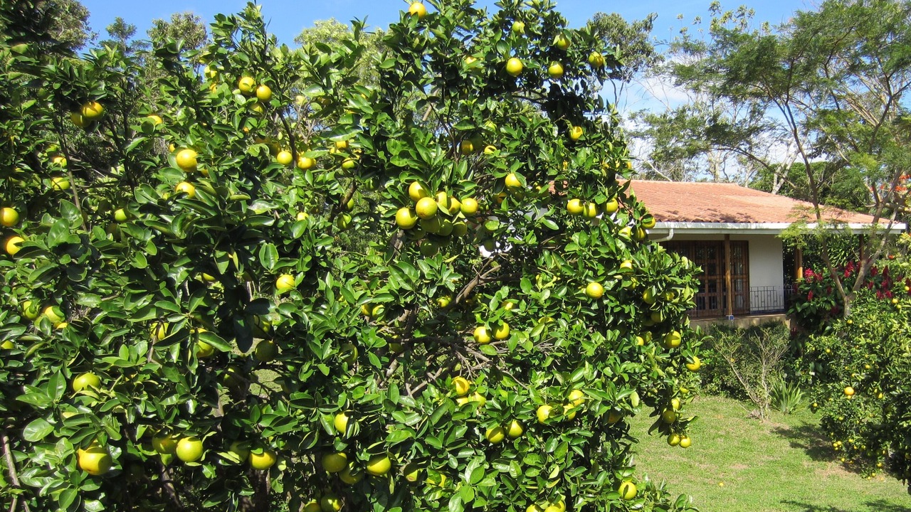 Photo of Outdoor in Masatepe