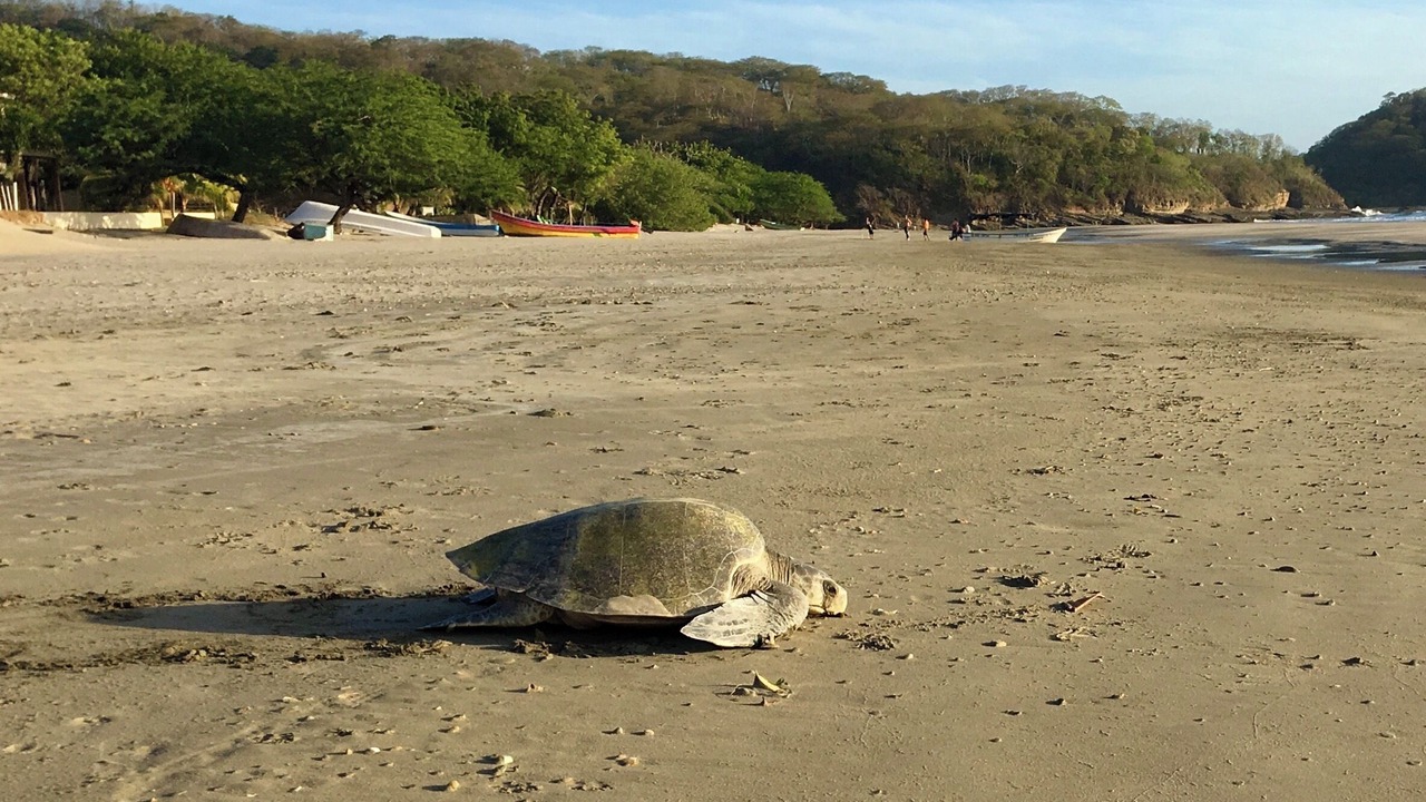Photo of Others in Playa El Coco