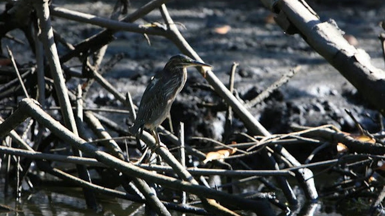 Photo of Others in Las Penitas