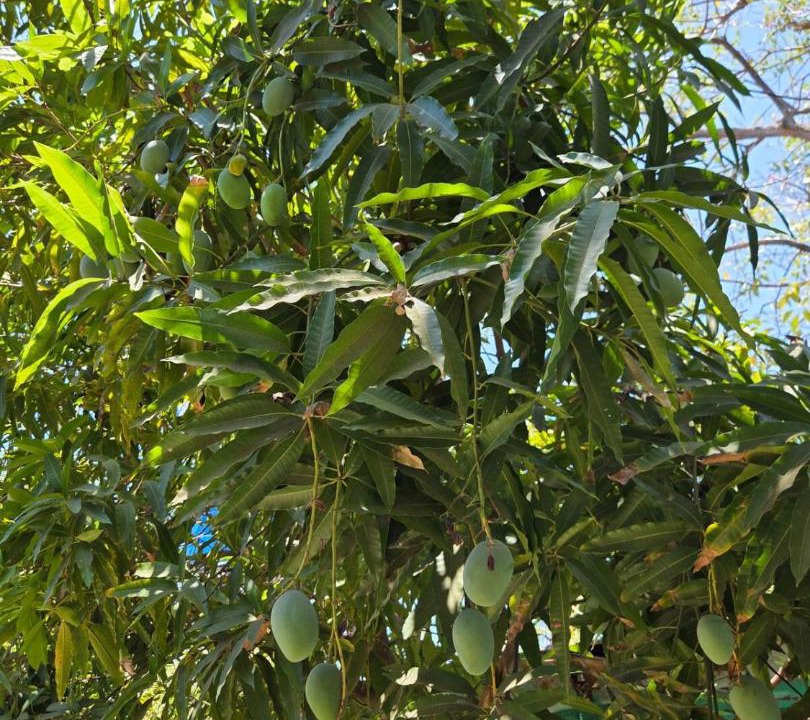 Photo of Outdoor in Pochomil
