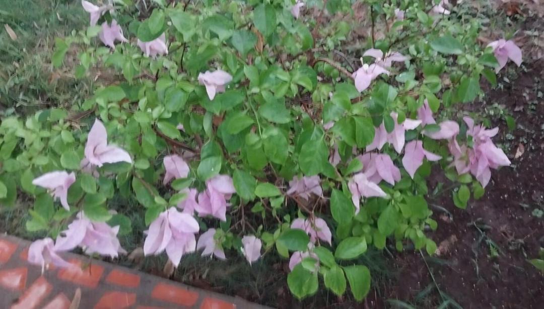Photo of Outdoor in Pochomil