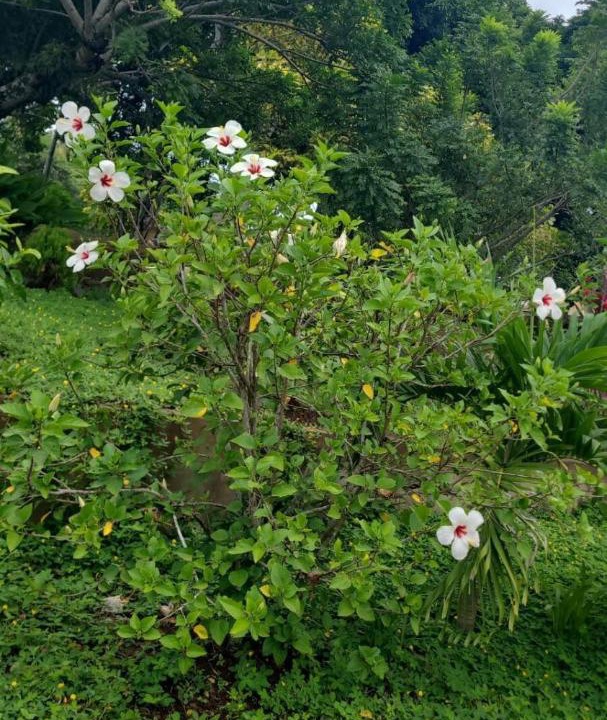 Photo of Outdoor in Masaya