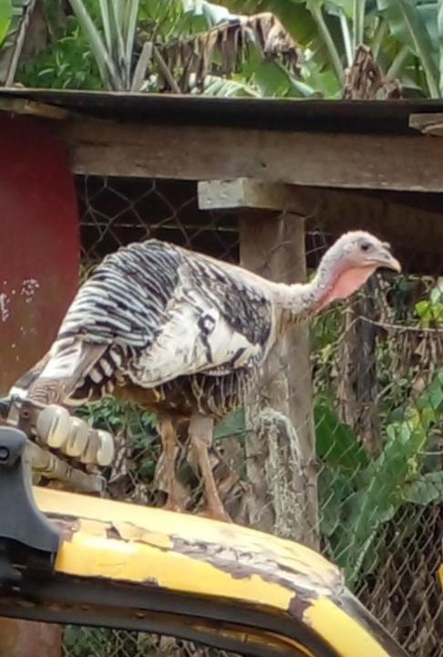 Photo of Others in Matagalpa
