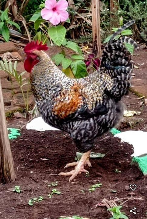Photo of Others in Matagalpa