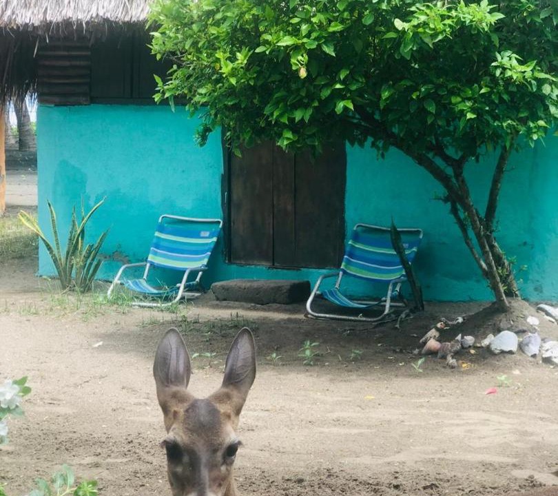Photo of Others in Los Zorros