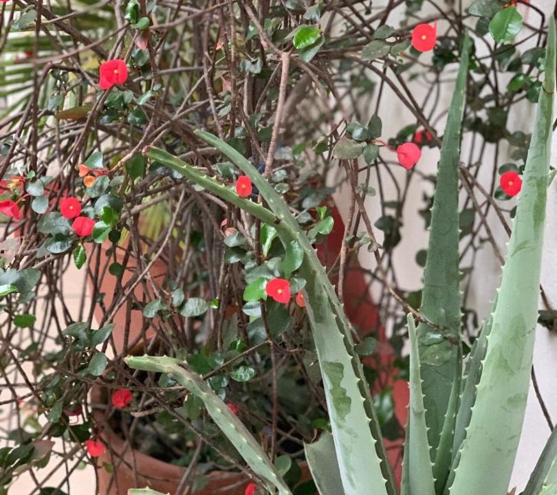 Photo of Patio Balcony in Esteli
