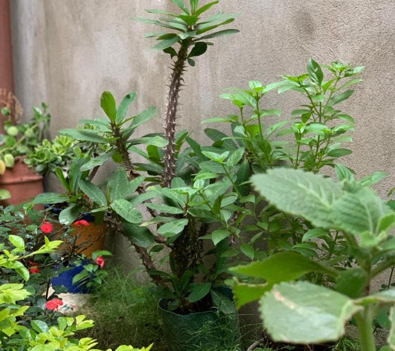 Photo of Patio Balcony in Esteli
