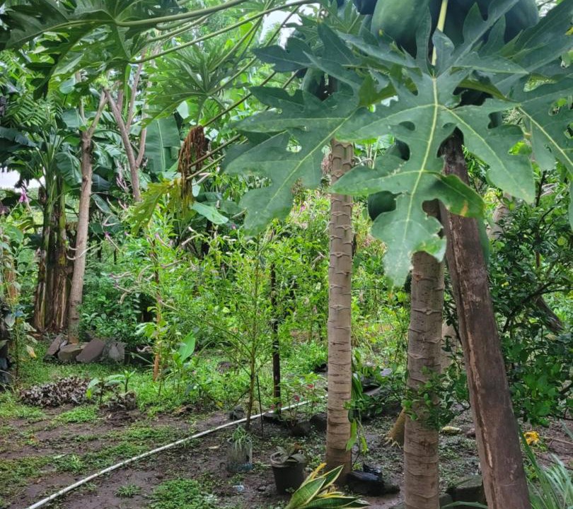 Photo of Others in Ometepe Island