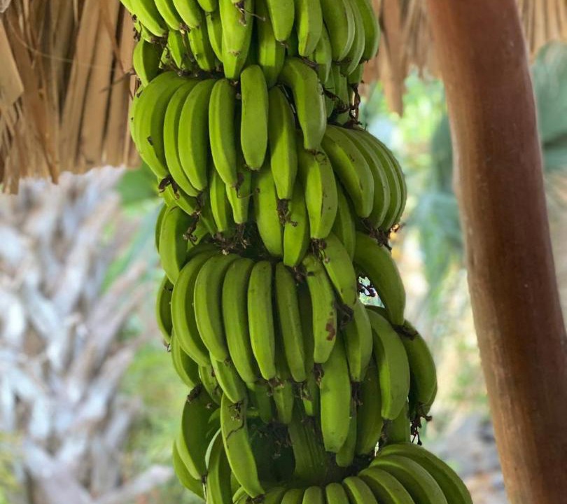 Photo of Others in Ometepe Island
