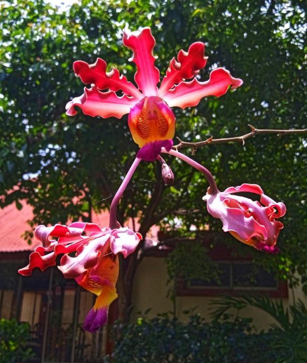 Photo of Patio Balcony in Santo Domingo