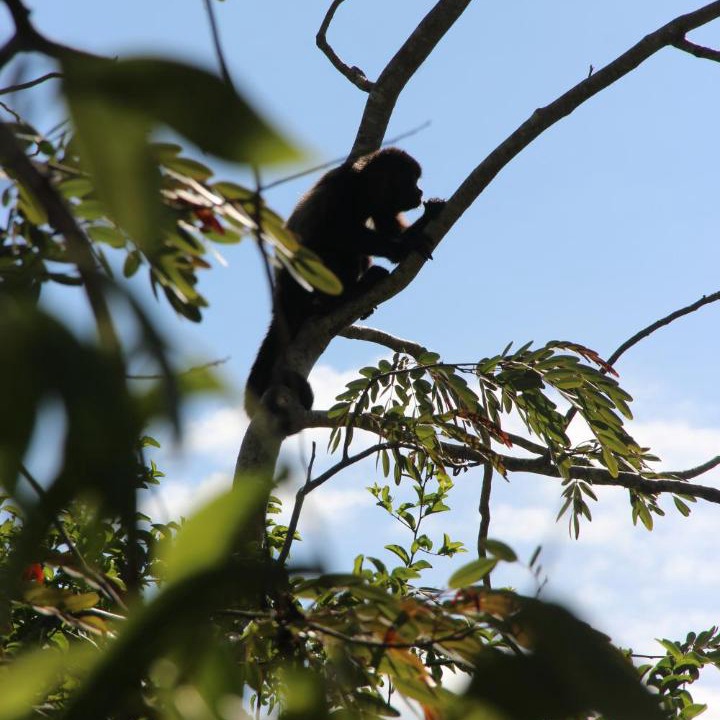 Photo of Others in Mombacho Volcano Nature Reserve