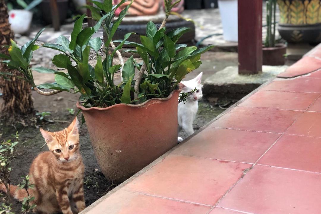 Photo of Others in Leon