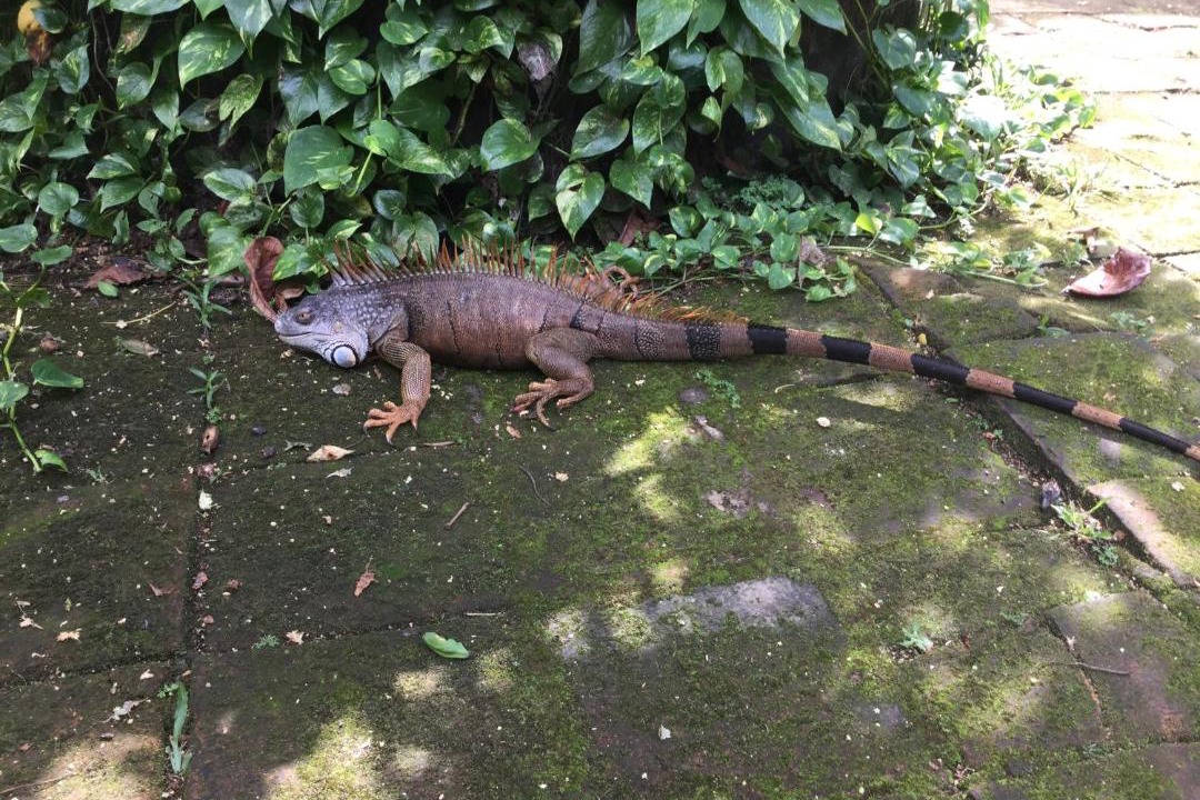 Photo of Outdoor in Chinandega