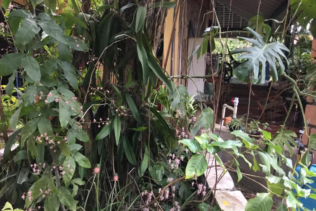 Photo of Others in Chinandega