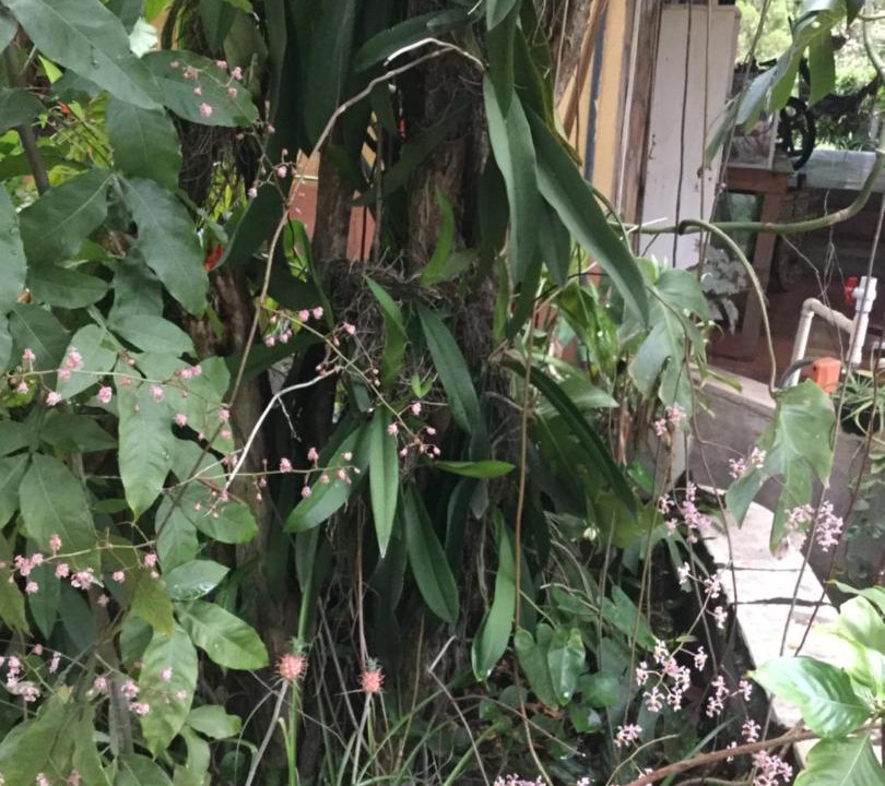 Photo of Others in Chinandega