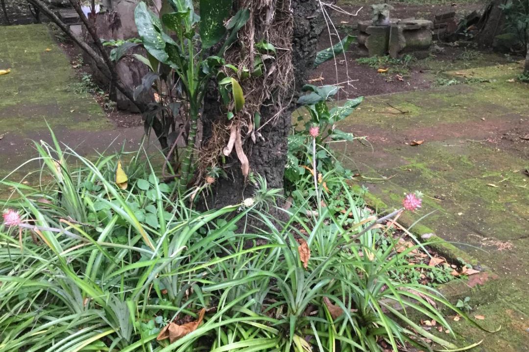 Photo of Others in Chinandega