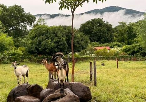 Balgue Cabin | Finca Ometepe