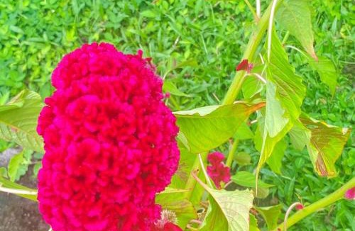 Merida Bed & Breakfast | Finca Montaña Sagrada