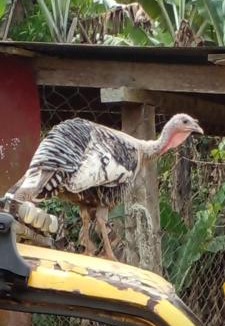 Matagalpa House | Matagalpa 4 Bed House Land of Dreams-La Tierra